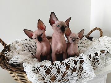 Cuccioli Canadian Sphynx