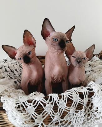 Cuccioli Canadian Sphynx