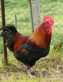Gallo marans puro,8 mesi
