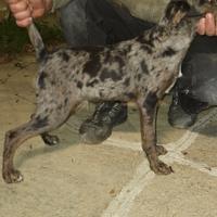 Ultimo cucciolo figlio di fenomeni