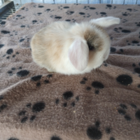 Coniglietto ariete nano miniloop