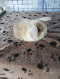 Coniglietto ariete nano miniloop