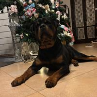 Rottweiler per monta