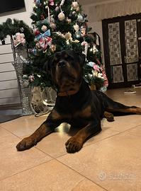 Rottweiler per monta