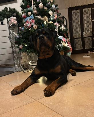 Rottweiler per monta