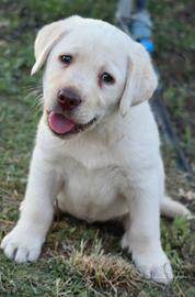 Cucciolo Labrador Retriever