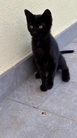 Gattini di 4 mesi