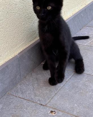 Gattini di 4 mesi