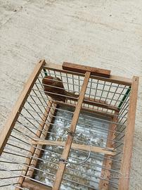 Femmina di organetto