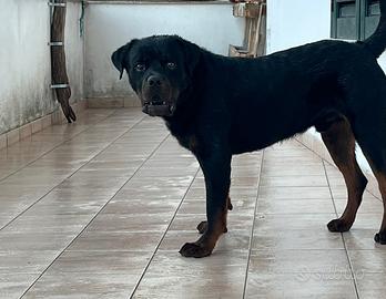 Monta per Rotwailer