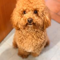 Barboncino mini toy disponibile per monta