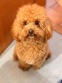 Barboncino mini toy disponibile per monta