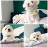 cuccioli-di-maltese-maschi-e-femmine