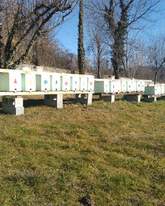 Nuclei di api carniche 2025