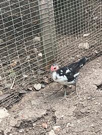 Galline millefiori