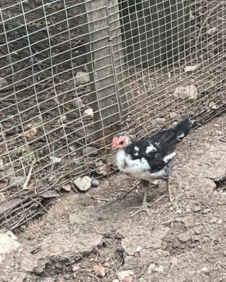 Galline millefiori