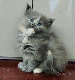 Maine coon 2 mesi con pedigree