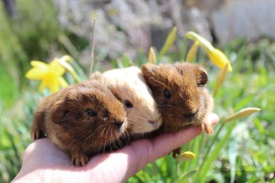 Porcellini d'india - cavia americana