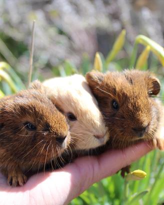 Porcellini d'india - cavia americana
