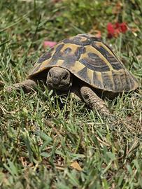 Tartaruga testudo hermanni borttrgeri