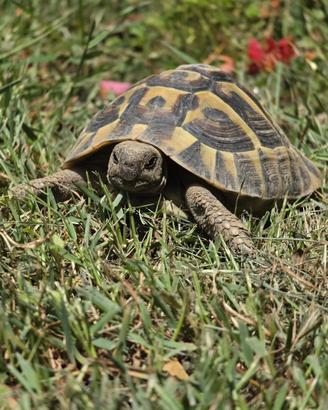 Tartaruga testudo hermanni borttrgeri