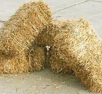 Balle fieno cavalli conigli roditori