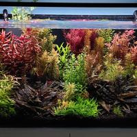 talee e porzioni piante acquario