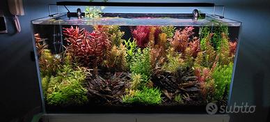 talee e porzioni piante acquario