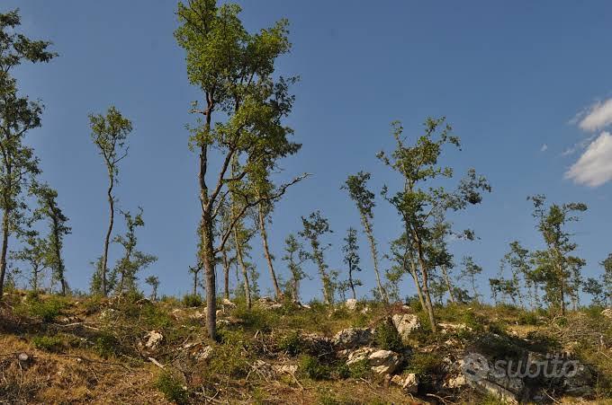 Bosco ceduo raggiungibile con strada asfaltata - Vista 2