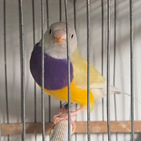 Diamanti del gould