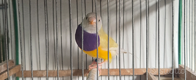 Diamanti del gould