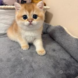 British shorthair black golden ny12