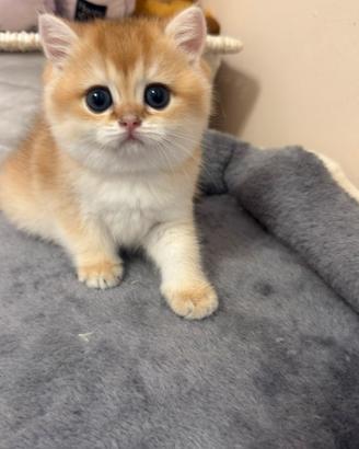 British shorthair black golden ny12