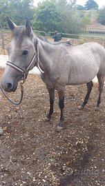 Pony quarter 3 anni