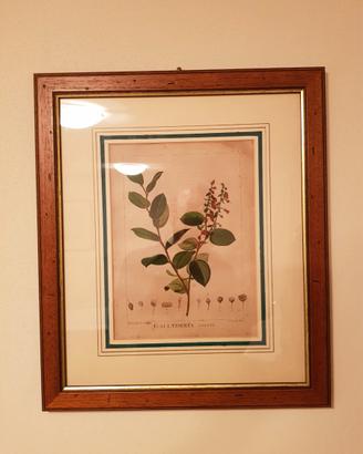 Stampa botanica