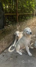 Cucciolo pastore maremmano abruzzese