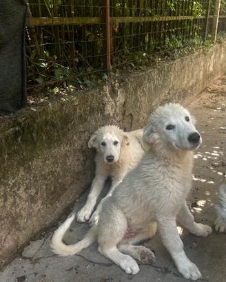Cucciolo pastore maremmano abruzzese
