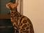 Immagine 6