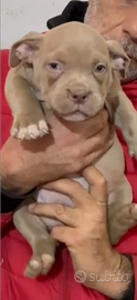 American bully