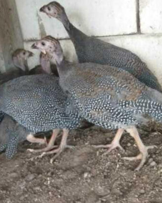 Galline faraone