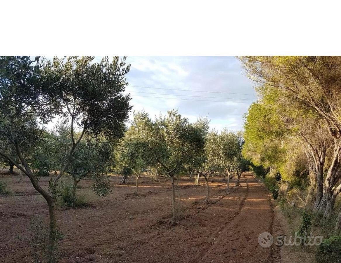 Terreno agricolo piantu - Vista 3
