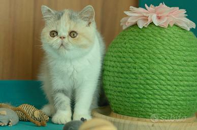 Cucciola Calico diluita di gatti Exotic Shorthair