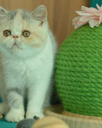 Cucciola Calico diluita di gatti Exotic Shorthair