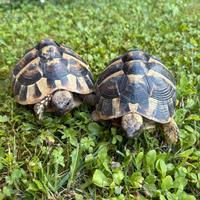 Coppia Testudo Hermanni