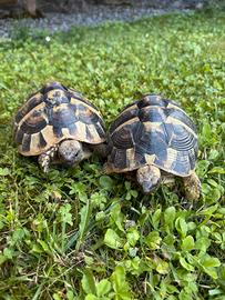 Coppia Testudo Hermanni
