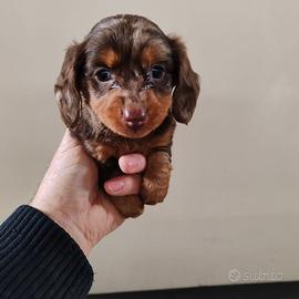 Micro bassotto kaninchen Pelo lungo