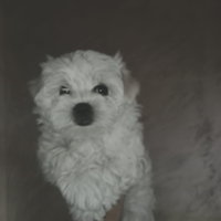Cane maltese toy