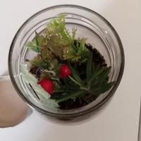 TERRARIUM CON PIANTE DENTRO