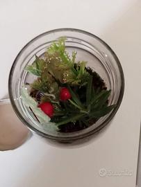 TERRARIUM CON PIANTE DENTRO