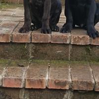 Vendita cuccioli cane corso